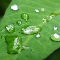 Dew or Rain drops on green leaf photo