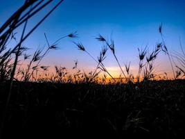 the sun rises on the broad meadow photo