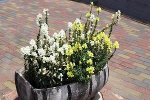 Green plants grow in a flower pot. photo