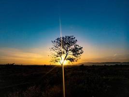 tree silhouette with sunrise in the morning photo