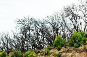 Dry trees close-up photo