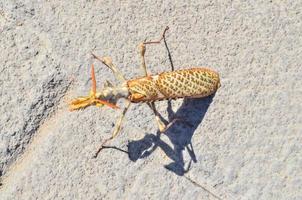 Praying mantis close-up photo