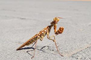 Praying mantis close-up photo
