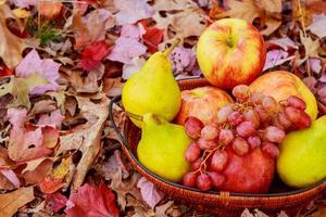 Autumn harvest. Pears, apple, grapes and yellow leaves on the wooden table photo