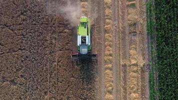 Drohne Video von ein kombinieren Mähdrescher Ernte im ein Weizen Feld im das Abend im das niedrig Sonne