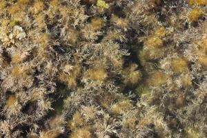 Moss and algae in the sea. Aquatic vegetation background photo