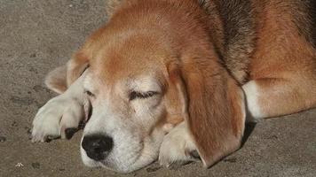 adorável beagle cachorro dormindo em chão debaixo luz solar video