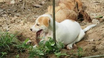 een klein speels hond spelen in tuin. video
