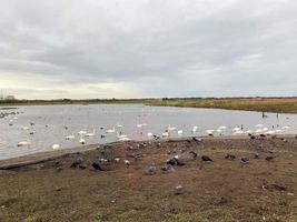A view of some birds at Martin Mere Nature Reserve photo