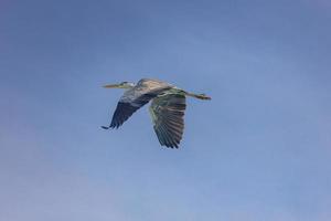 Flying Great Blue Heron with open wings on a sunny day with blue sky background. Relaxing wildlife view photo