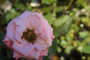 A pink rose is blooming against the backdrop of a blurry green garden photo