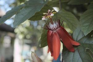 A red flower blooms against a blurry green garden backdrop photo