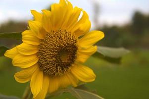 Bright yellow sunflowers blooming against blue clouds background photo