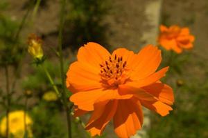 Orange flowers that are blooming in the garden with blur background photo