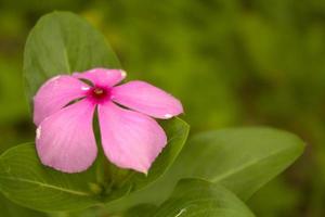 Pink and Purple Vinca Roseus Flower Called as Vinca Flower or Madagascar Periwinkle with green background photo