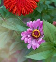 blooming multicolored flowers zinnia summer day photo