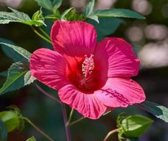 blooming bud of red hibiscus growing in the garden photo