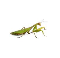 green mantis with long antennas stands sideways photo