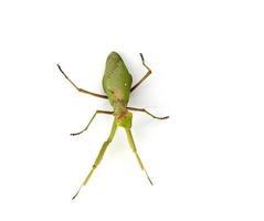 large green mantis on a white background photo