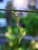 uno verde mantis mantiene un colgando otro insecto foto