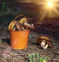 orange metal bucket with edible forest mushrooms photo