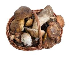 forest edible mushrooms in a brown wicker basket photo