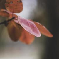 leaves of Cotinus coggygria in autumn photo