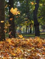 hojas de arce amarillas que caen en el parque de otoño foto