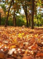dry yellow maple leaves on the ground, selective focus photo
