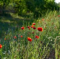 blooming red poppy in a field on a spring photo