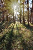 green coniferous forest on a sunny autumn day, Ukraine photo