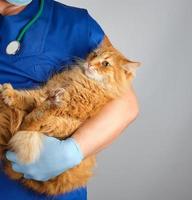 male vet in blue uniform and gloves holding an adult ginger cat photo