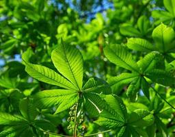 hestnut branch with green leaves photo