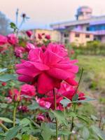 Natura rose flower photo