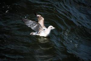 A view of a Seagull at Llandudno photo