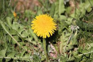A view of some flowers in the wild photo