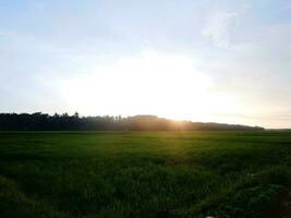 campo de arroz y fondo del cielo al atardecer con rayos de sol. panorama de los campos de arroz en la noche foto