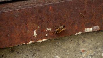 une abeille rampe sur rouillé métal. video