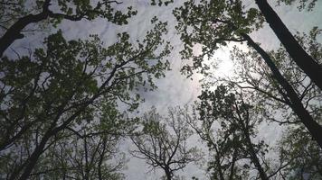 Bottom up view of lush green foliage of trees with afternoon sun video