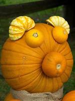 pumpkins in germany photo