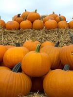 pumpkins in germany photo