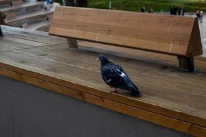 A pigeon bird wooden bench on city street. photo