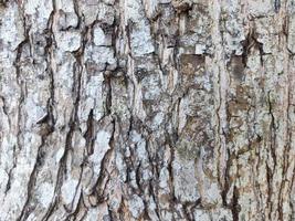 close up, texture of Terminalia catappa bark photo