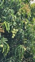 natural verde hojas, Fresco árbol hojas ecología paisaje foto