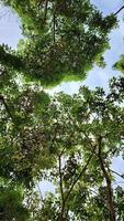 natural verde hojas, Fresco árbol hojas ecología paisaje foto