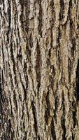 Nature Tree Trunk Rustic Texture Background. Weathered Natural Wood Skin. photo