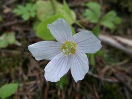 Oxalis acetosella. Forest flower. photo