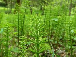 Equisetum sylvaticum. A forest plant. photo