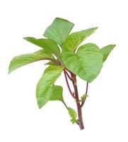 Amaranth tree on white background. photo