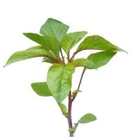 Amaranth tree on white background. photo